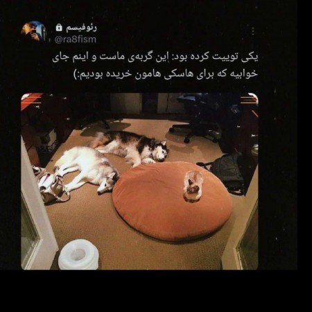  عکس سگ برای پروفایل پسرانه