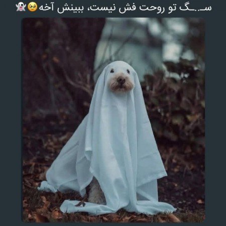 عکس سگ برای پروفایل پسرانه