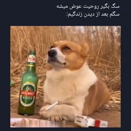  عکس سگ کیوت فانتزی