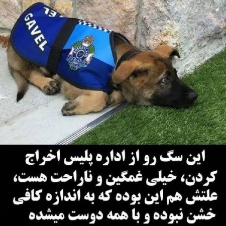  عکس سگ کوچولو خوشگل برای پروفایل