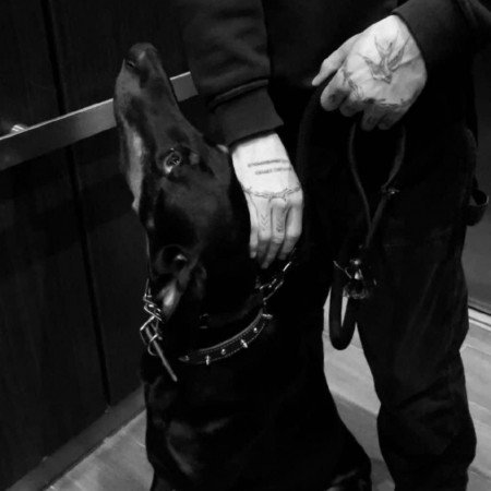  عکس سگ کوچولو خوشگل برای پروفایل