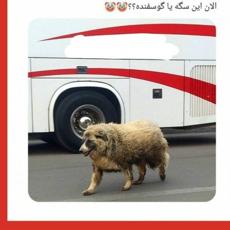  عکس سگ کوچولو خوشگل برای پروفایل