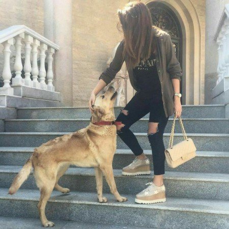  عکس سگ خارجی