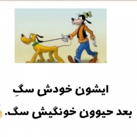  عکس سگ خارجی