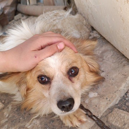  عکس سگ خارجی