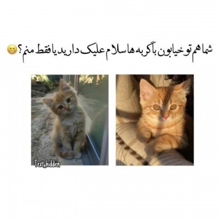  عکس گوگولی برای پروفایل