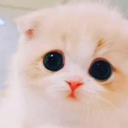  عکس گوگولی برای پروفایل