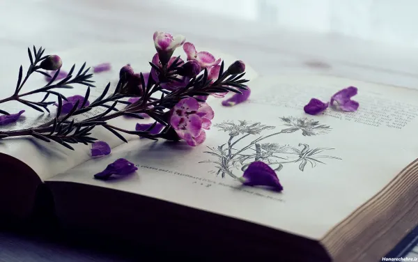  عکس پروفایل بنفش عاشقانه