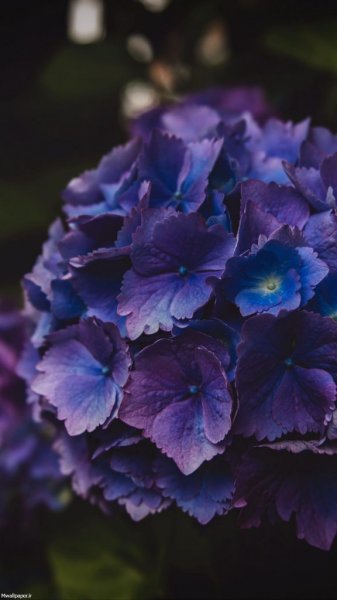  عکس بک گراند بنفش ساده