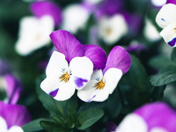  عکس بک گراند بنفش ساده