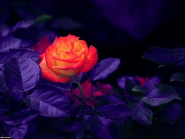  عکس بک گراند بنفش شاخ