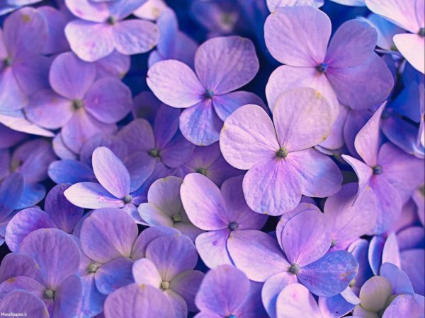  عکس بک گراند بنفش شاخ