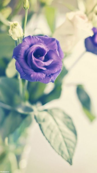  عکس بک گراند بنفش شاخ