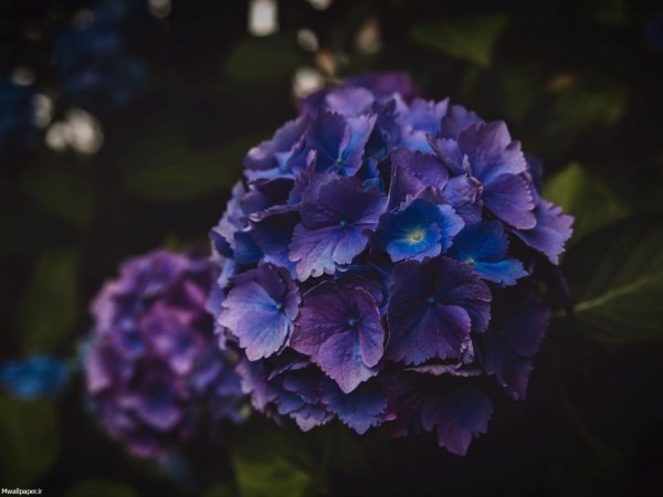  عکس بک گراند بنفش شاخ