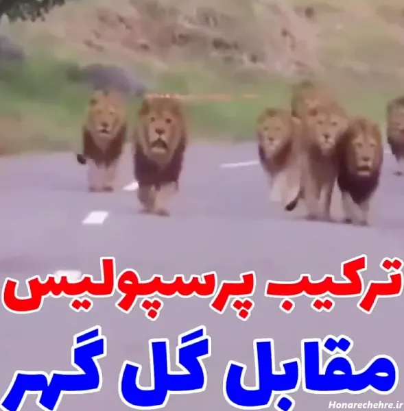  عکس شیر پرسپولیس جدید
