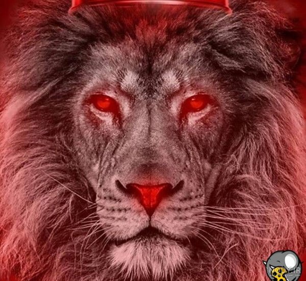  عکس پس زمینه پرسپولیس شیر