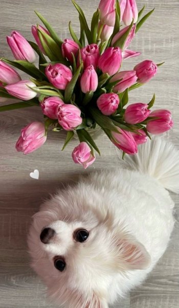  عکس برای استوری