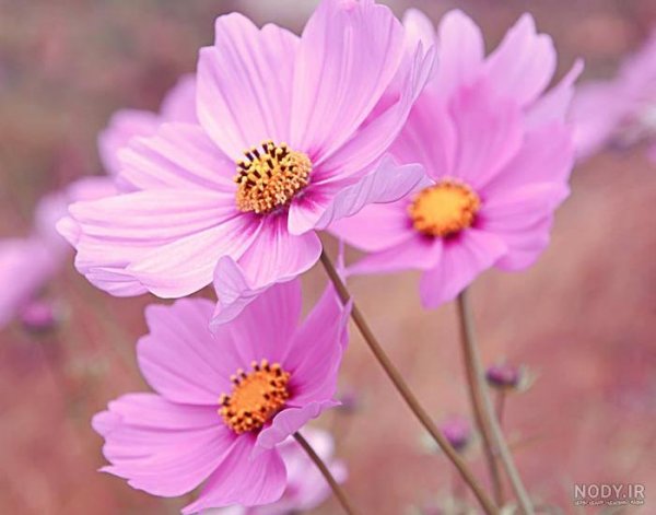  عکس گل و منظره زیبا برای پروفایل