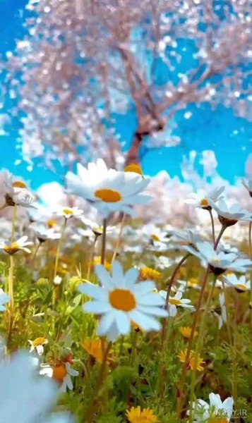  عکس گل و منظره زیبا برای پروفایل