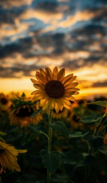  عکس طبیعت واقعی برای پروفایل