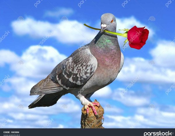 عکس گل و بلبل برای پروفایل