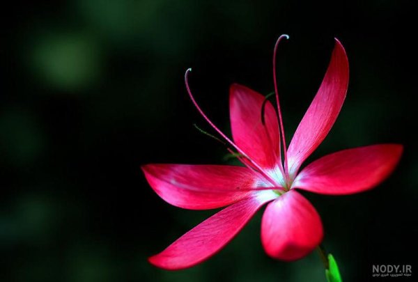  عکس گل و بلبل برای پروفایل