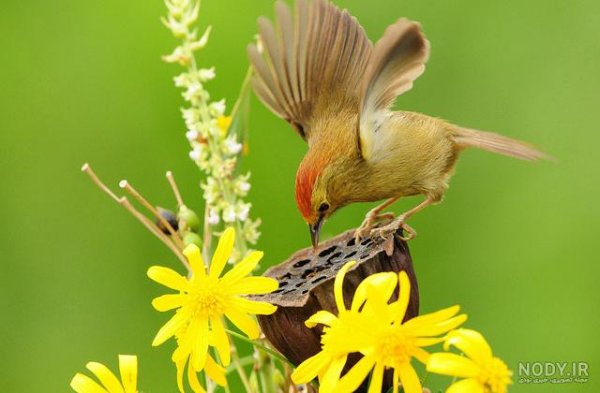  عکس گل و بلبل برای پروفایل