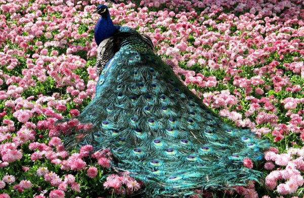  عکس گل و بلبل برای پروفایل