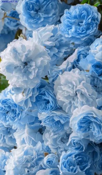  عکس گل طبیعی برای پروفایل