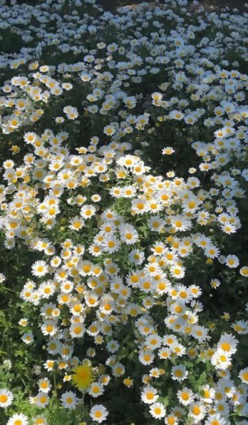  عکس گل طبیعی برای پروفایل
