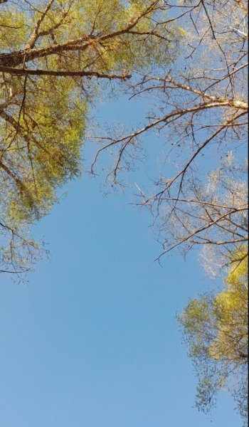 عکس طبیعت واقعی برای استوری