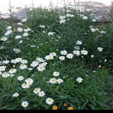 عکس طبیعت واقعی برای استوری