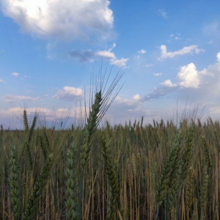 عکس طبیعت واقعی برای استوری