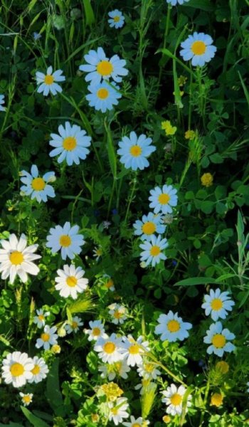 عکس طبیعت واقعی برای استوری