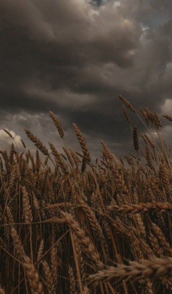  عکس طبیعت واقعی با کیفیت بالا