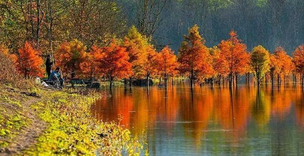  عکس جنگل پاییزی شمال