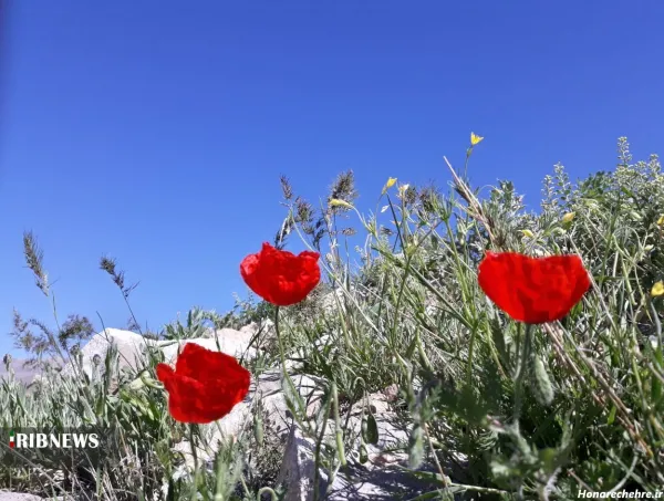  عکس طبیعت شمال در بهار