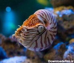 عمق دریای خزر و خلیج فارس