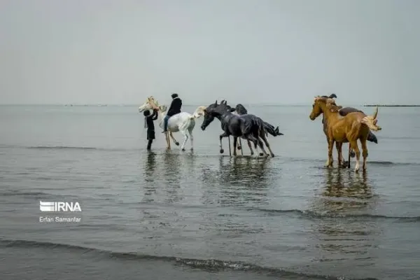  عکس دریای خلیج فارس