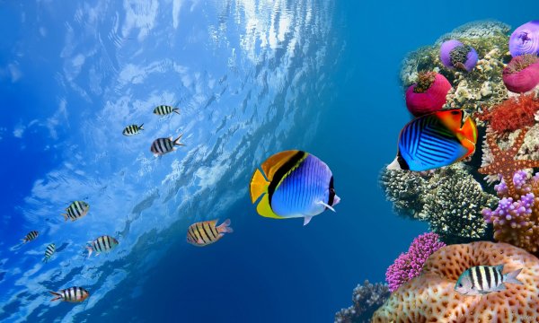  عکس داخل دریا واقعی