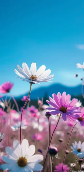  54 عکس تصویر زمینه