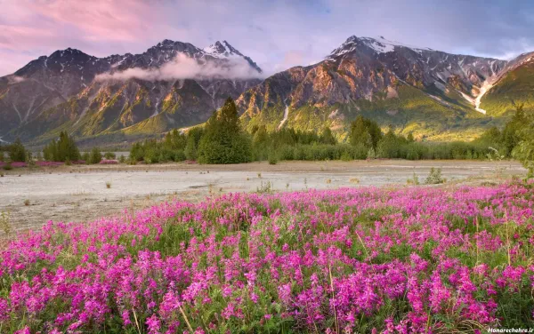  عکس طبیعت فوق العاده زیبا گل