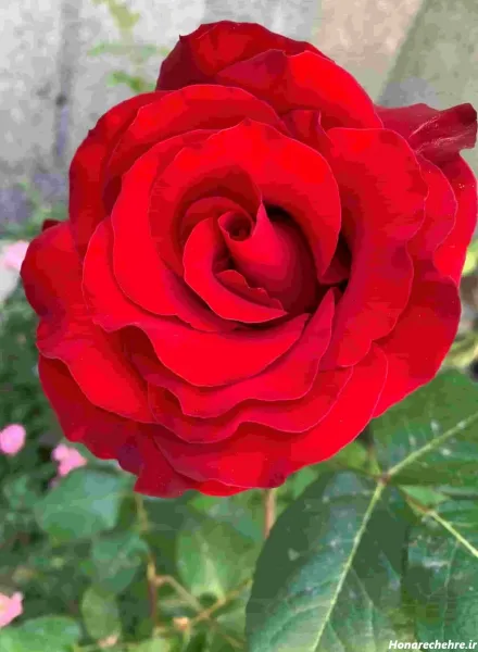  عکس طبیعت فوق العاده زیبا گل