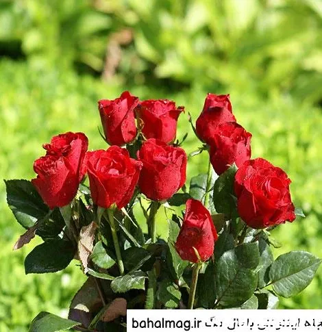  عکس طبیعت فوق العاده زیبا گل