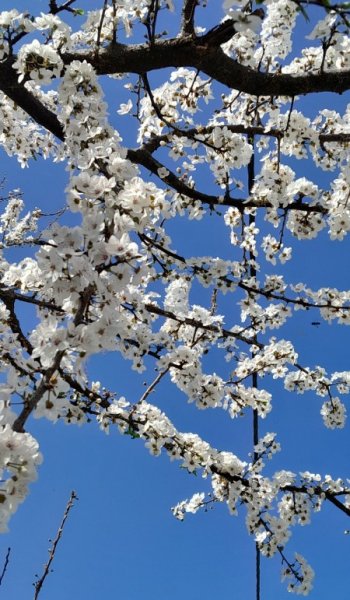  عکس طبیعت واقعی ایران