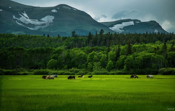  عکس دشت زیبا