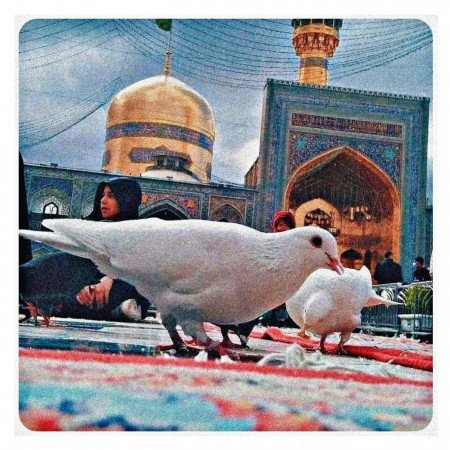 عکس برای استوری امام رضا