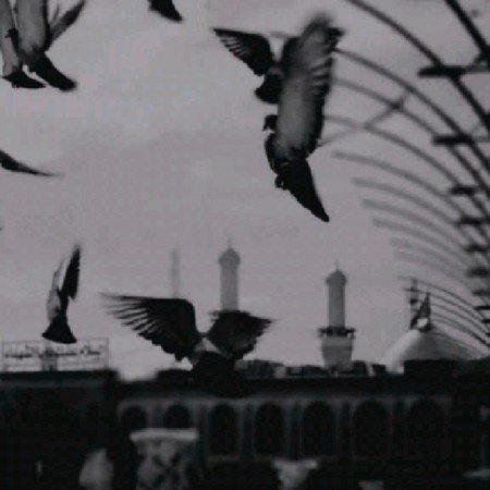  79 عکس ضریح امام رضا