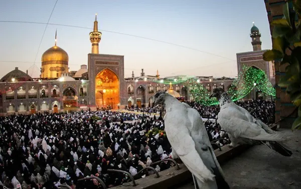  عکس حرم امام رضا با کبوتر