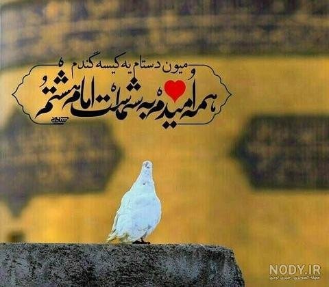  عکس حرم امام رضا با کبوتر